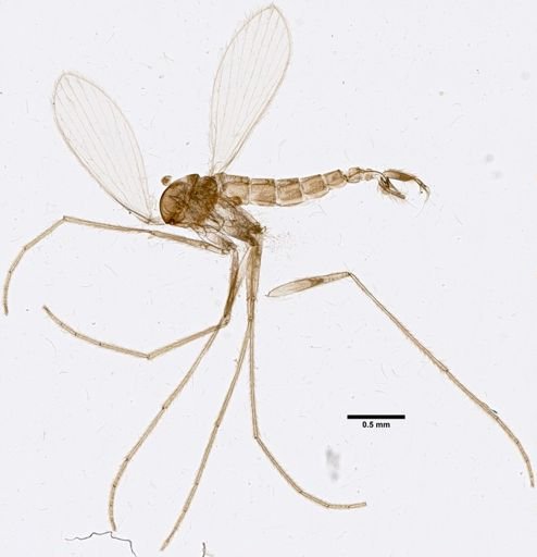 Lutzomyia intermedia