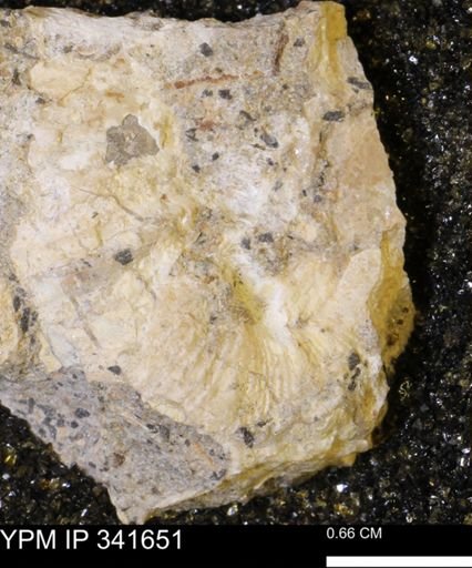 Scaphites sp.