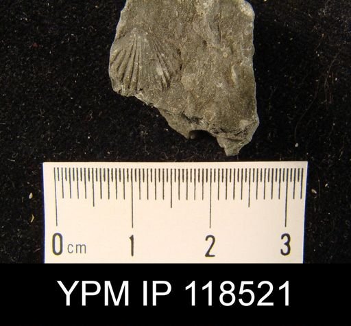 Camarotoechia squamifera
