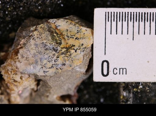 undet. Scaphitidae