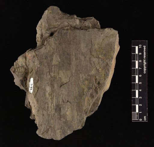 Neocalamites hoereusis