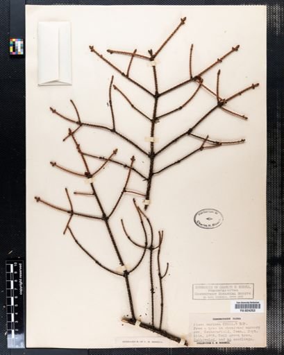Picea mariana