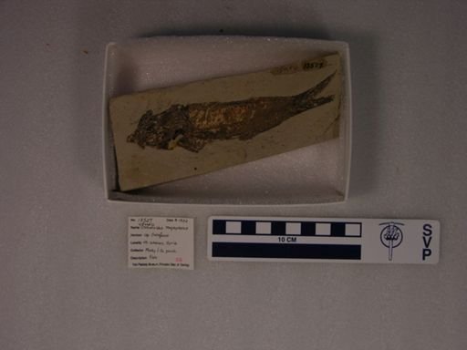 Osmeroides megapterus