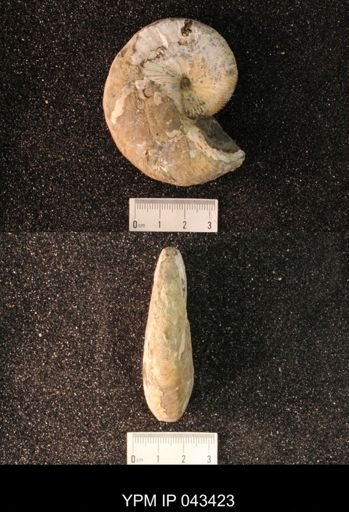 Hoploscaphites nicolletii
