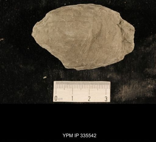 Linoproductus sp.