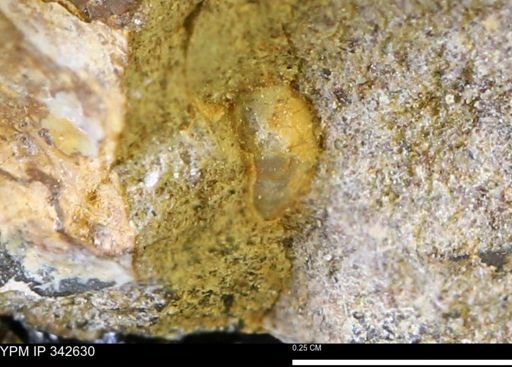 undet. Mollusca
