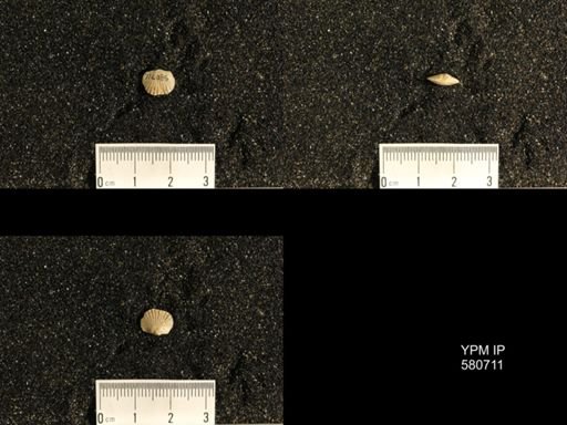 Plectorthis plicatella?