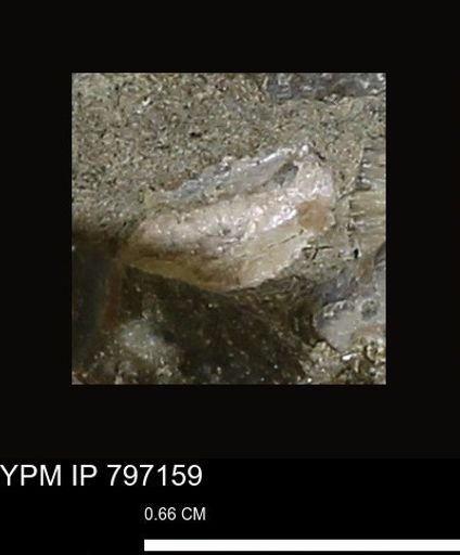 Mollusca