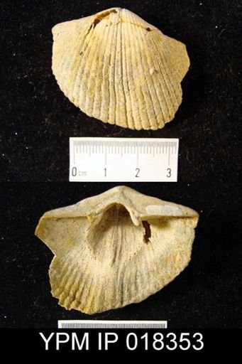 Costispirifer arenosus