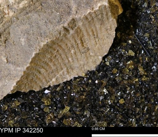 undet. Scaphitidae