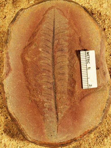 Pecopteris