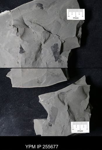 Eurypterida