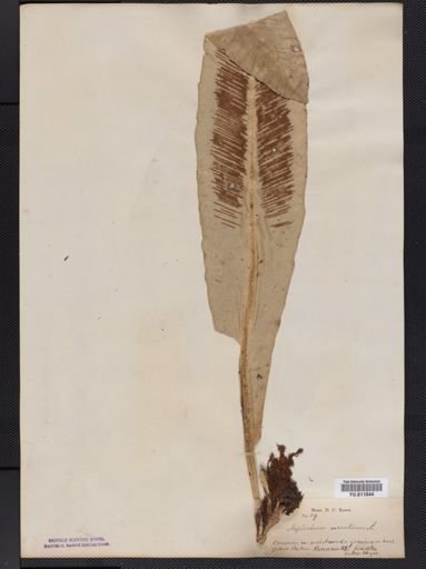 Asplenium