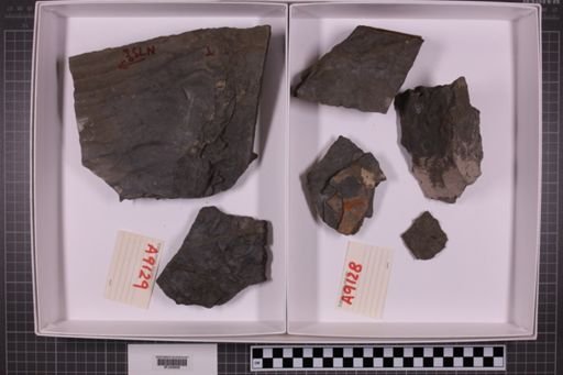mixed taxa, stratigraphic collection
