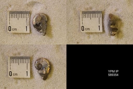 undet. Scaphitidae