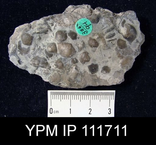 Brachyprion leda
