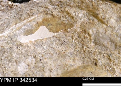 undet. Bivalvia