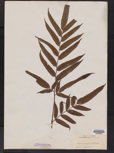 Pteris