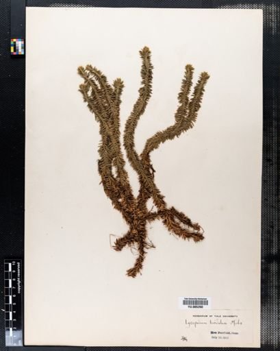 Lycopodium lucidulum