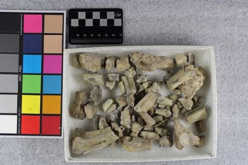 Eporeodon sp.