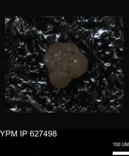 undet. Foraminiferida