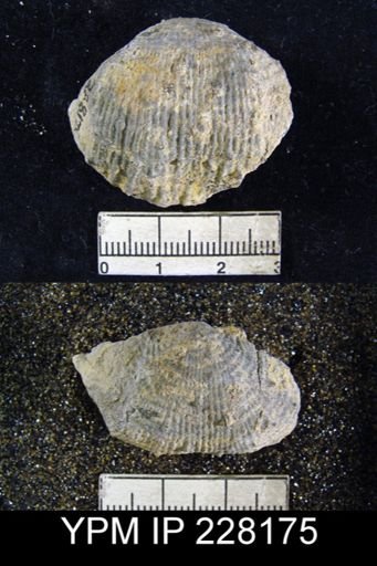 Dictyoclostus portlockianus