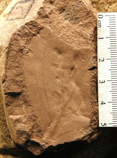 Plantae