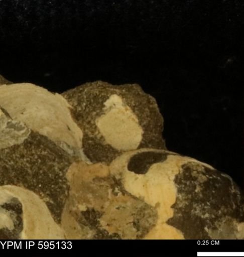 Protocardia sp.