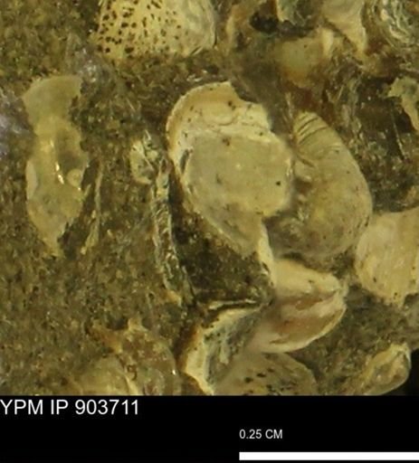 Corbulamella?