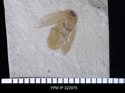 Tropisternus sculptilis