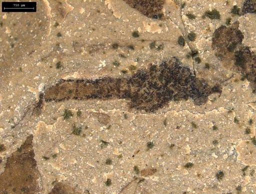 taxon undetermined