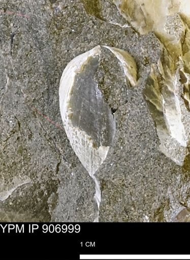 Limopsis?