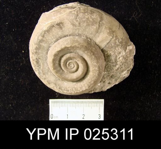 Euomphalus pentangulatus