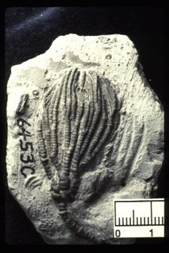 Pachylocrinus aequalis