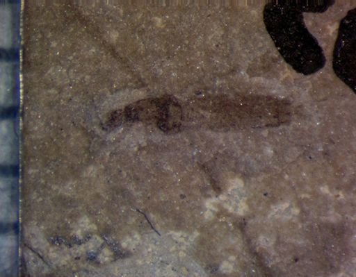 undet. Tipulidae