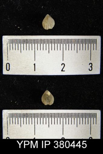 Camarotoechia indianensis