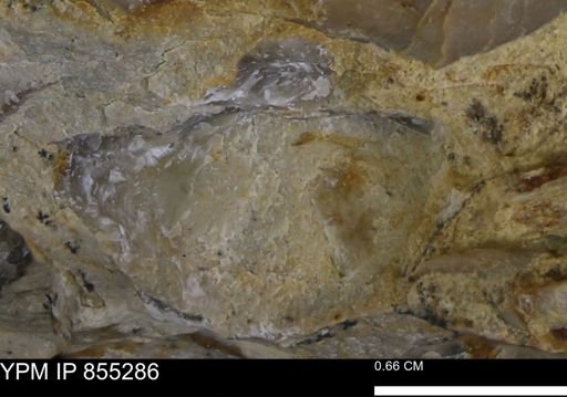 undet. Mollusca