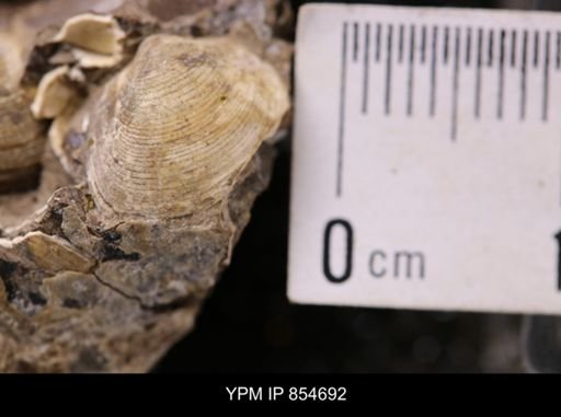Limopsis striatopunctatus