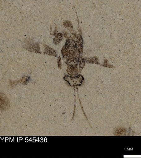 undet. Hymenoptera