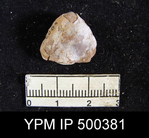 undet. Athyridoidea