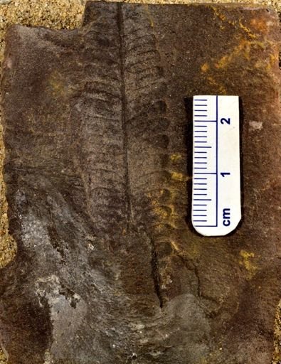Pecopteris sp.