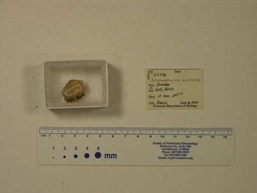 Archaeohyrax suniensis