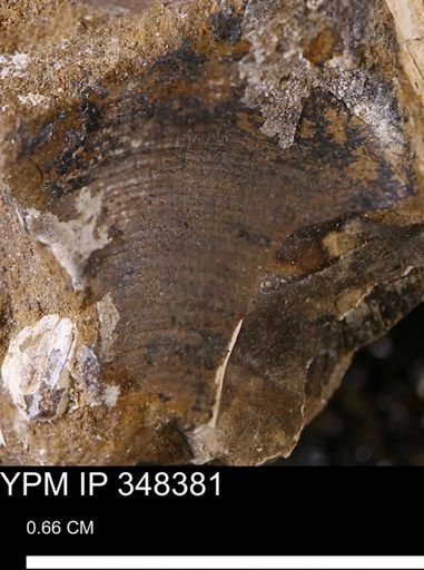 Limopsis striatopunctatus
