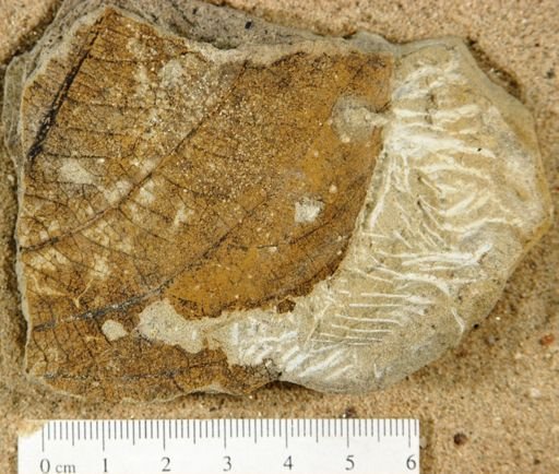 Sokophyllum dentatum