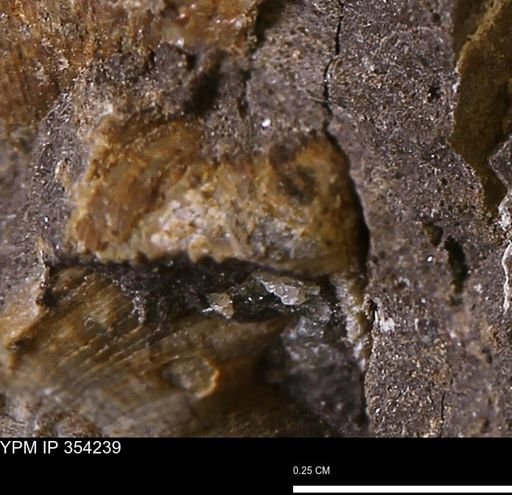 undet. Bivalvia