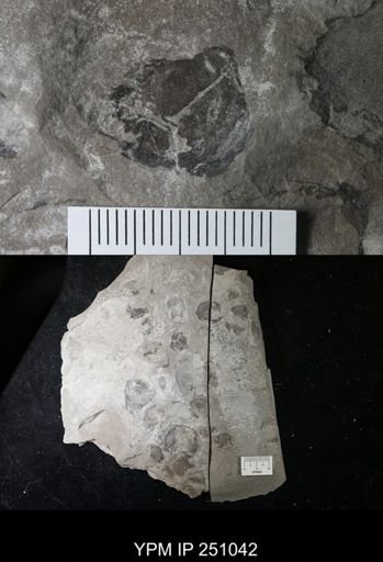 undet. Cephalopoda