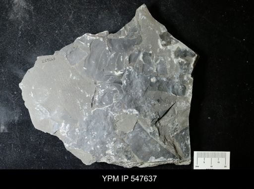 undet. Eurypterida