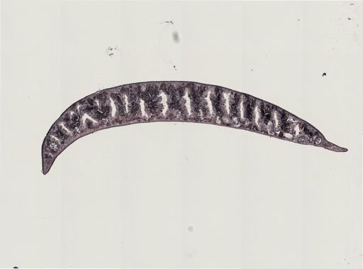 Foviella