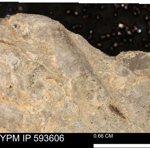 Baculites sp.
