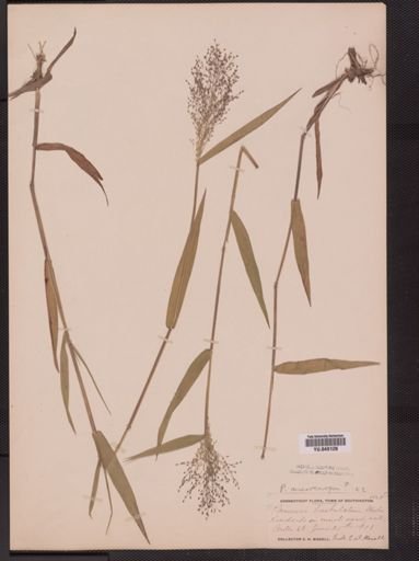 Panicum barbulatum